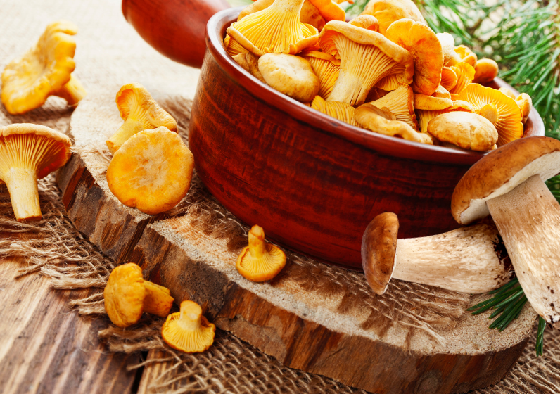 Pilz-Saison ab Juli_fuer Slider